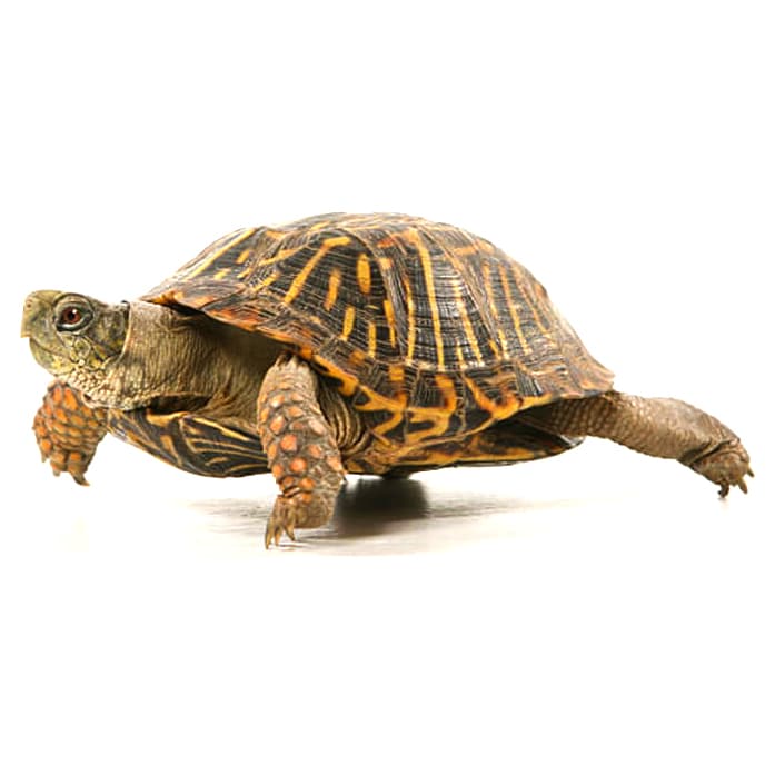 Box Turtle