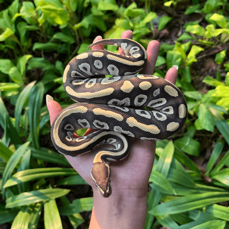 Mojave