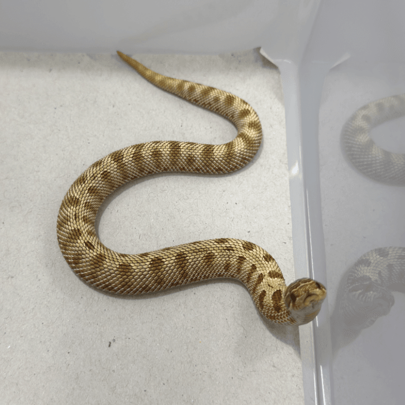 Anaconda Toffeebelly Het Axanthic Het Albino
