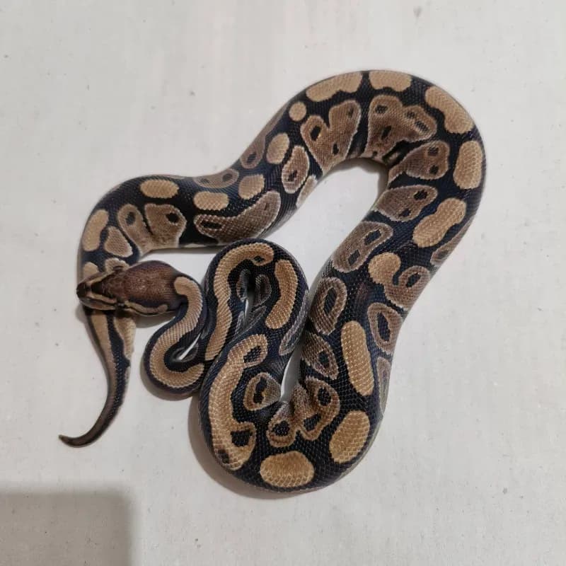 66% Het Pied 66% Het Axanthic VPI
