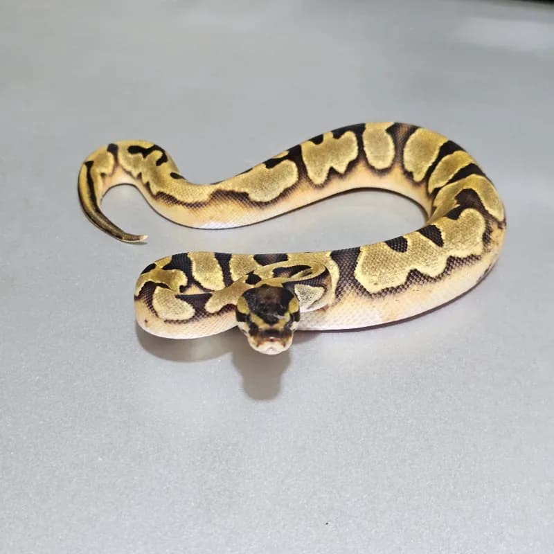 Enchi Pied 50% Het Albino