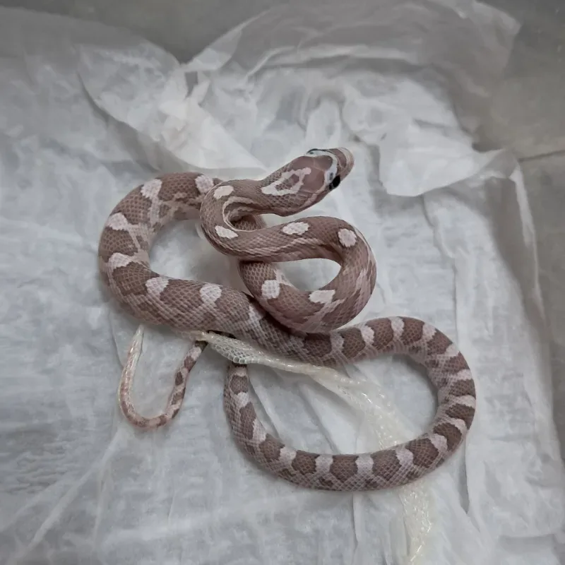 Hypomelanistic Lavender Het Motley