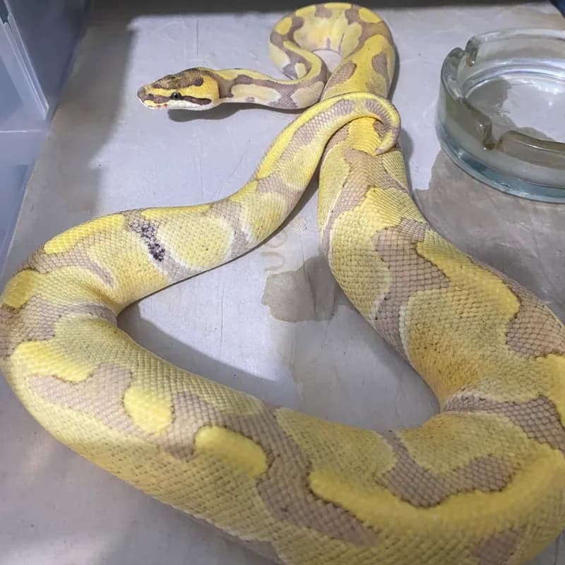 Super Enchi Desert Ghost Het Clown