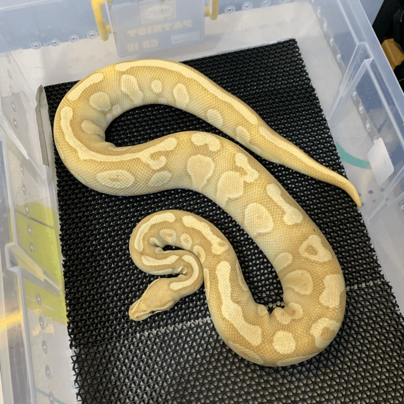 Banana Lesser