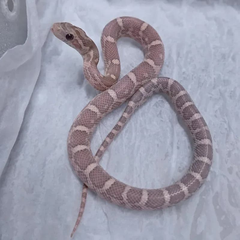 Hypomelanistic Lavender Het Motley