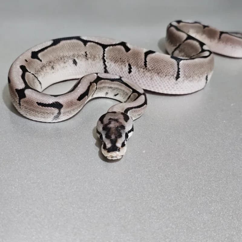 Axanthic VPI Spider