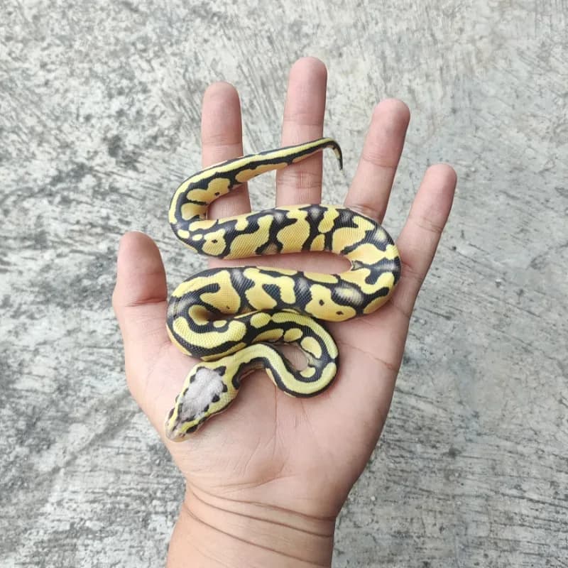 Pastel Desert Ghost Het Clown