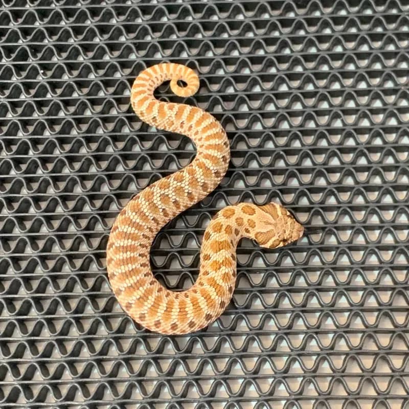 Hybrid (Colubrid)