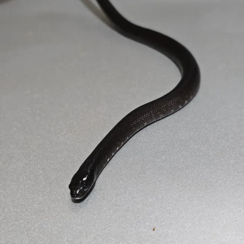 Kingsnake
