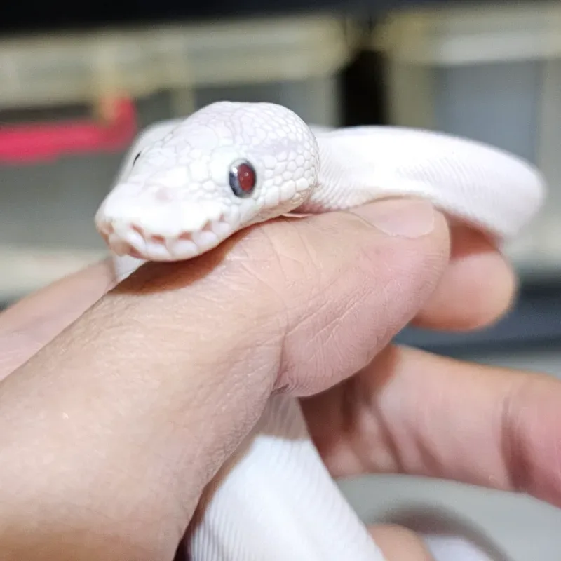 Super Lesser Blade Het Desert Ghost Het Clown
