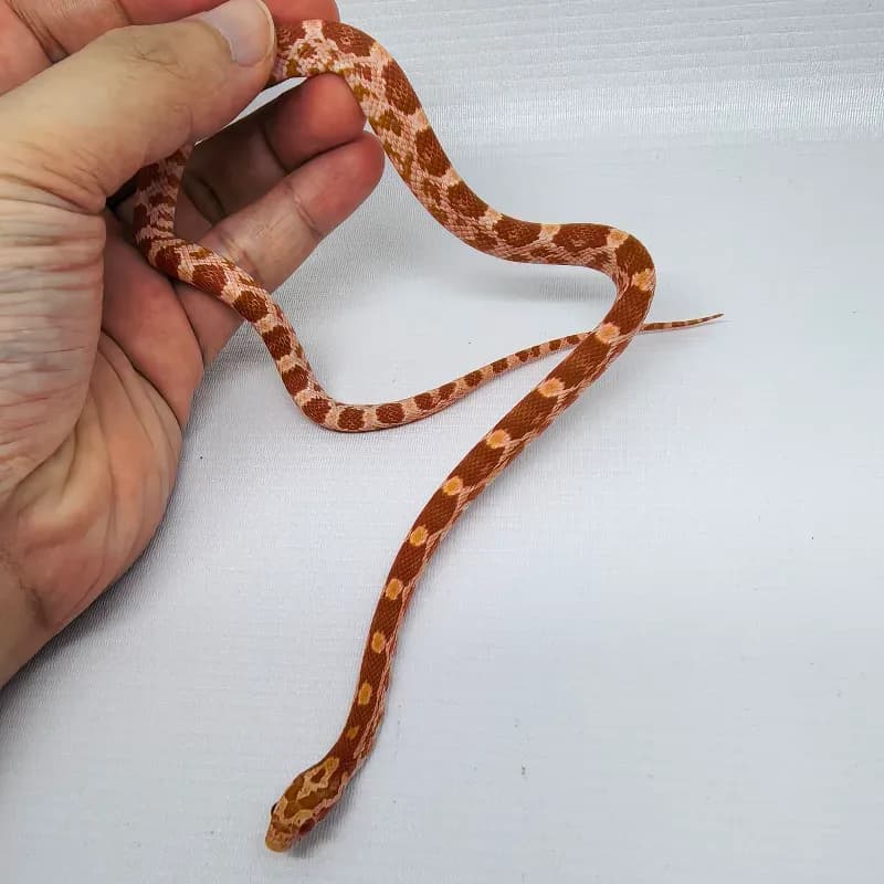 Albino/Amelanistic Het Diffused