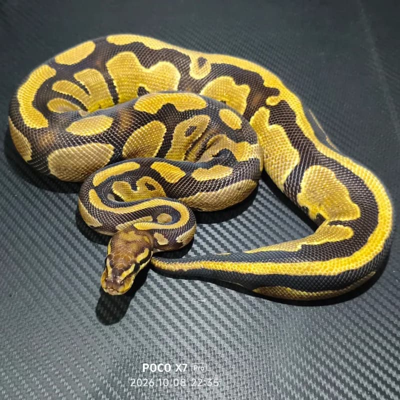 Specter Het Desert Ghost