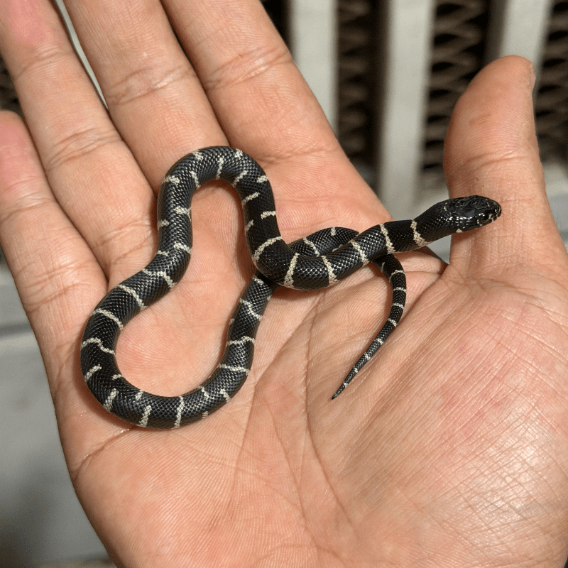 Banded Het Mosaic Pos Het Melanistic 50% Het Albino Het Lavender
