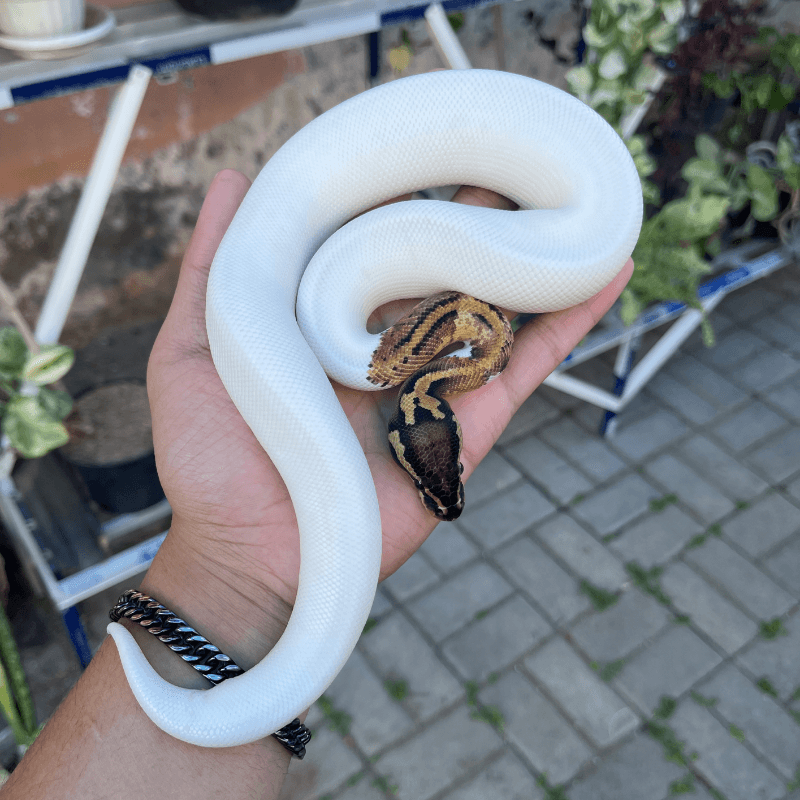 Pastel Pied