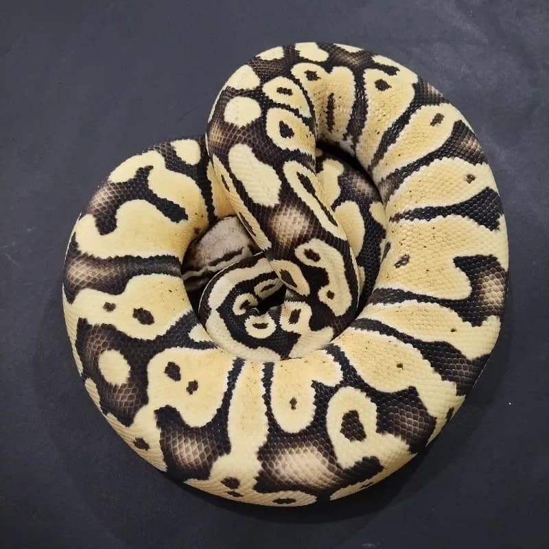 Super Pastel Desert Ghost