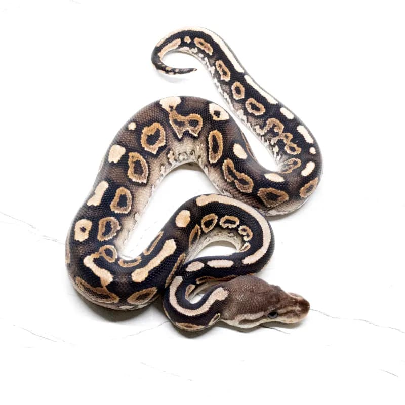 Cinnamon Yellowbelly Het Clown Het Hypo
