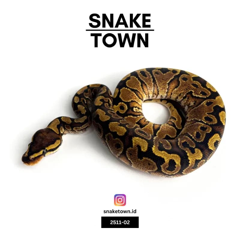 Red Stripe Yellowbelly Het Clown