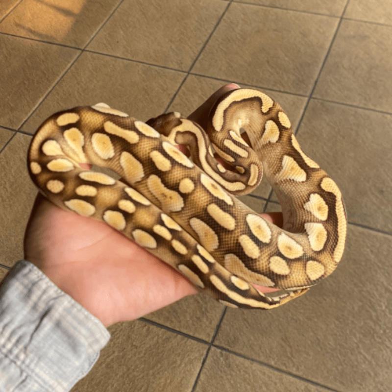 Pastel Lesser