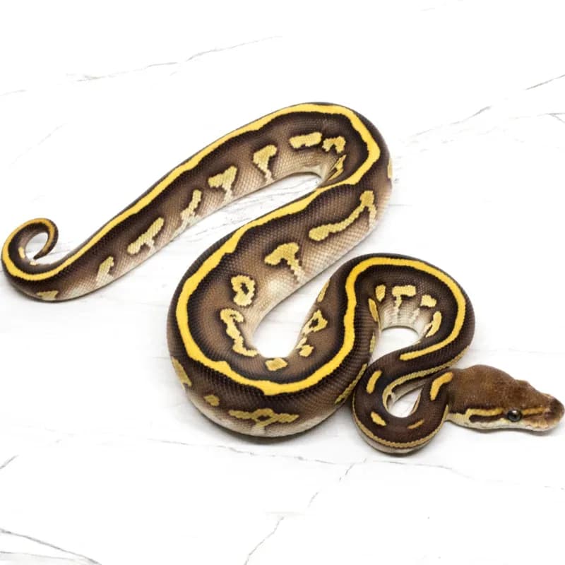 Lesser Blackhead Leopard Het Clown