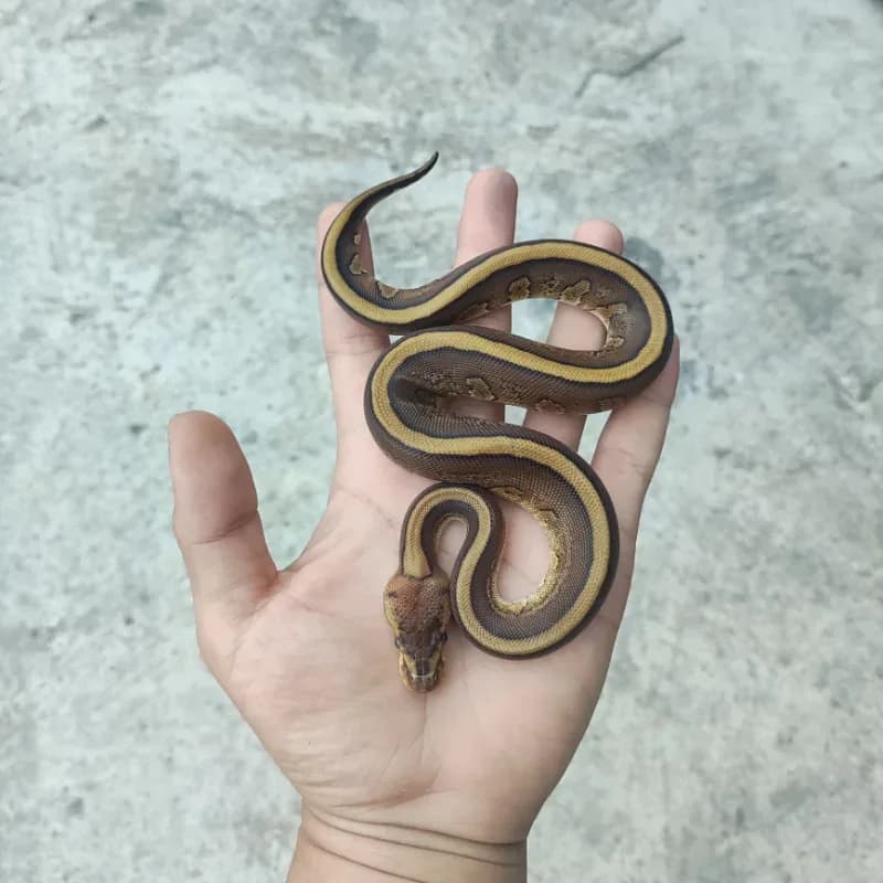 Cypress Red Stripe Het Desert Ghost Het Clown