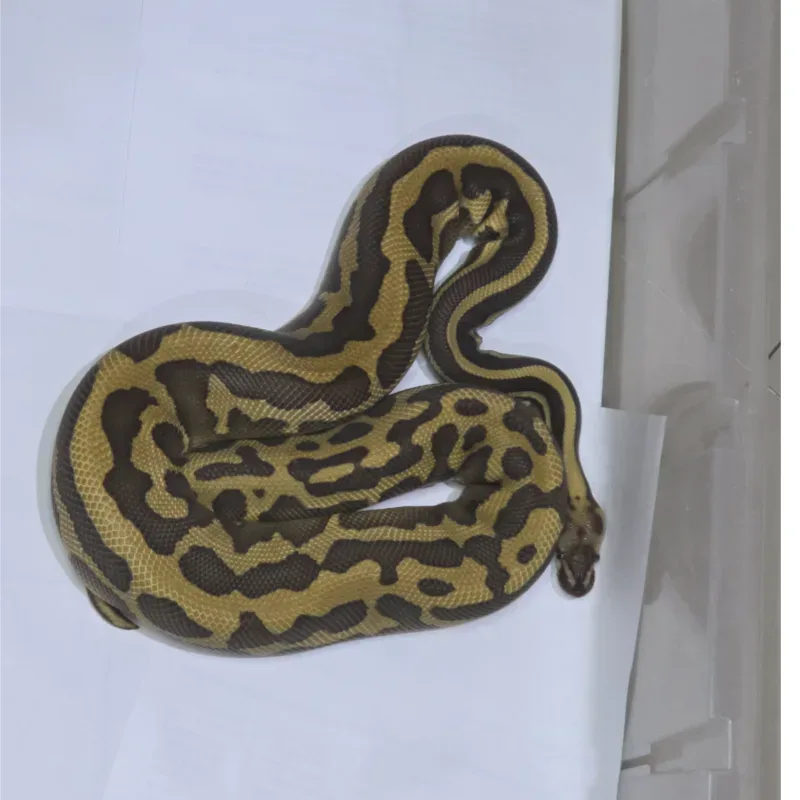 Acid Leopard Fire Lesser