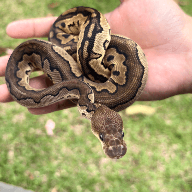 Yellowbelly Cinnamon Clown Specter