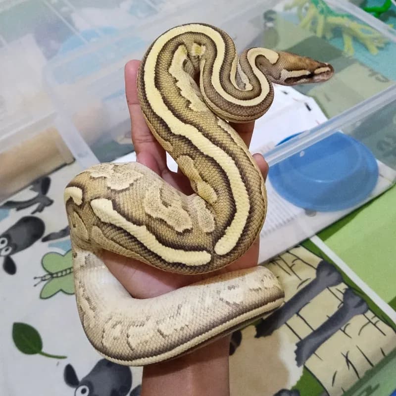 Fire Lesser Yellowbelly