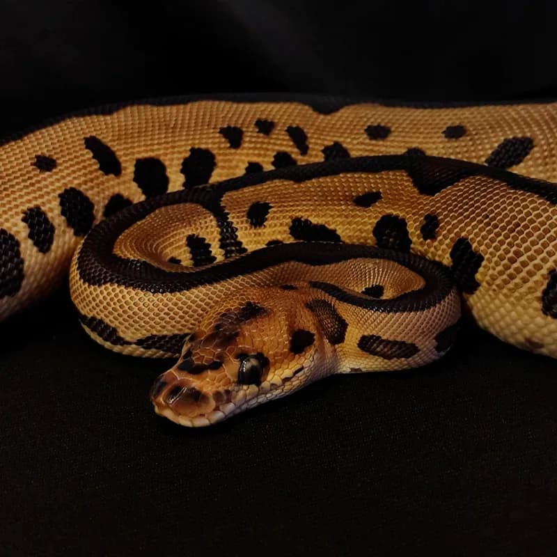 Spotnose Leopard Clown Het Pied