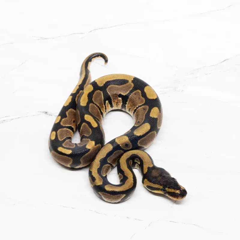 Het Lavender Albino Het Pied