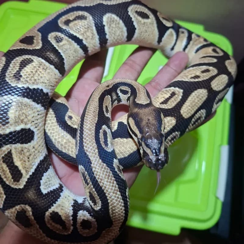 Orange Dream Yellowbelly Het Pied Het Lavender Albino