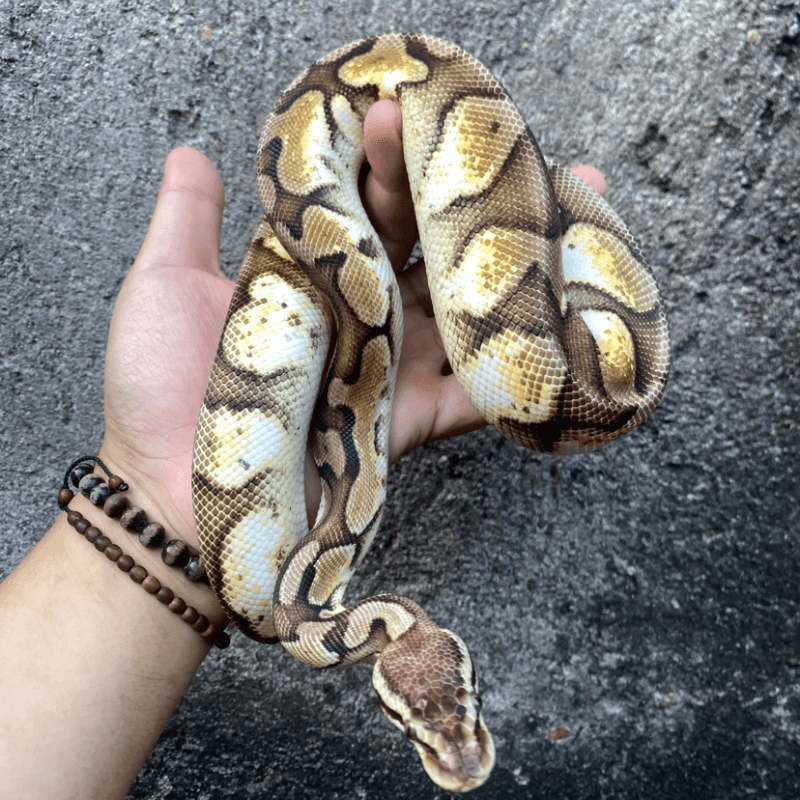 Pastel Calico Het Axanthic VPI