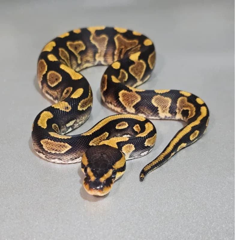 Wookie Enchi Yellowbelly Het Clown
