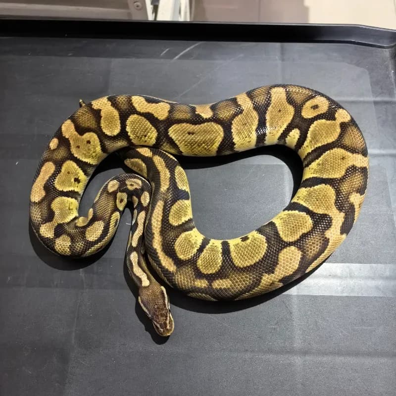 Pastel Het Desert Ghost