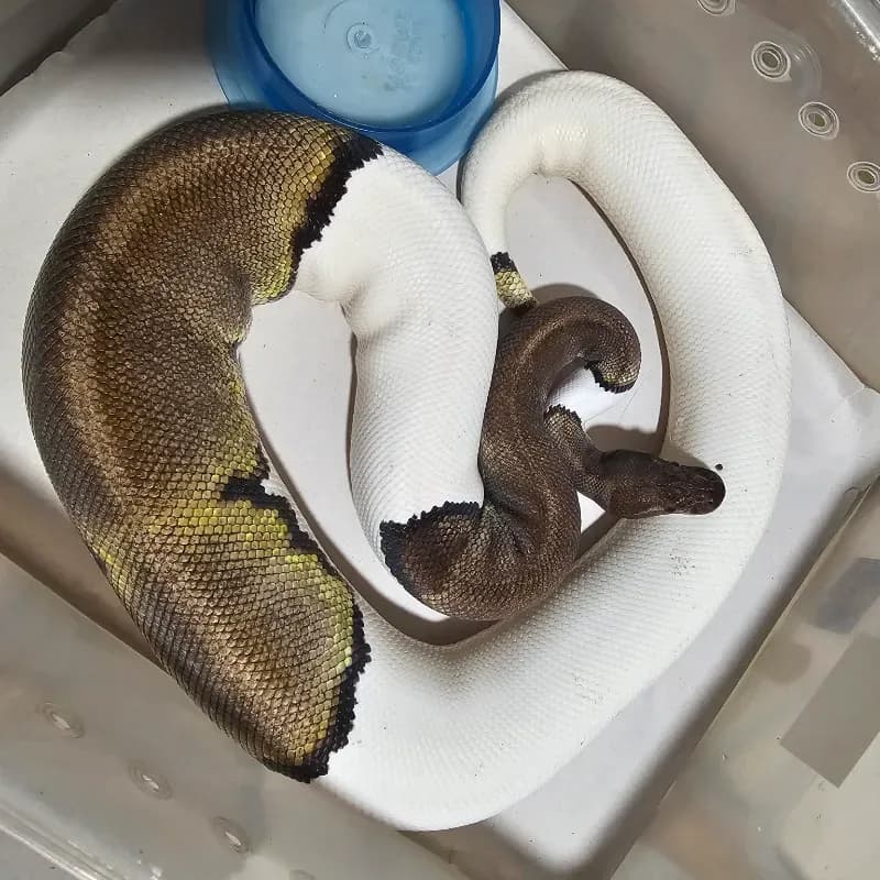 Mojave Black Pastel Pied