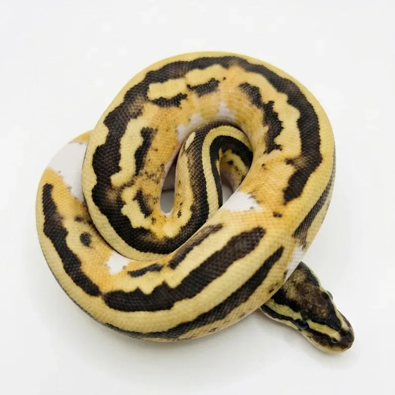 Desert Ghost Pied