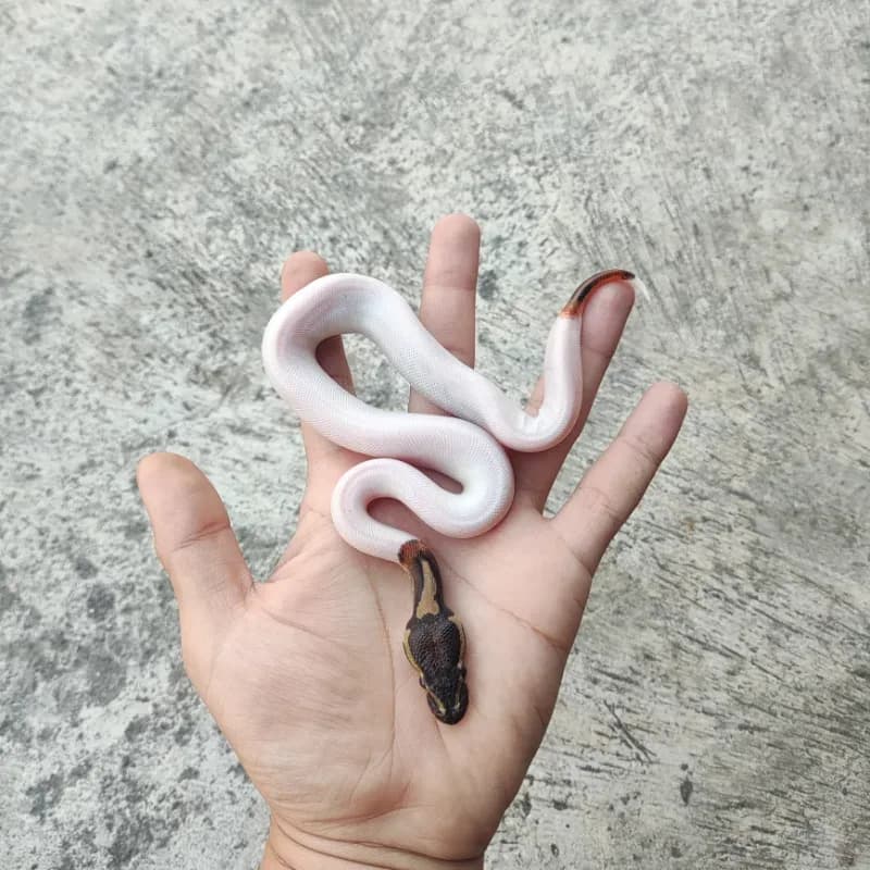 Pied Het Desert Ghost