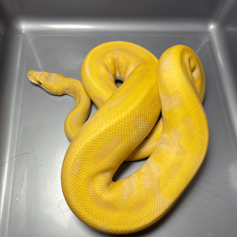 Leopard Enchi Pastel Lavender Albino Het Clown