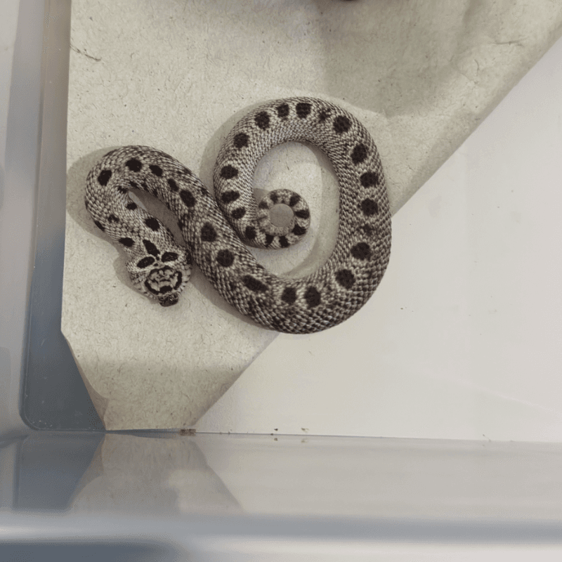 Super Arctic Anaconda Het Sable Het Albino