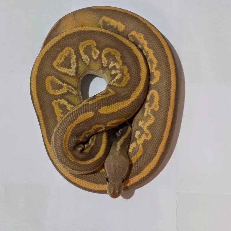 Black Head Black Pastel Hypo Ultramel