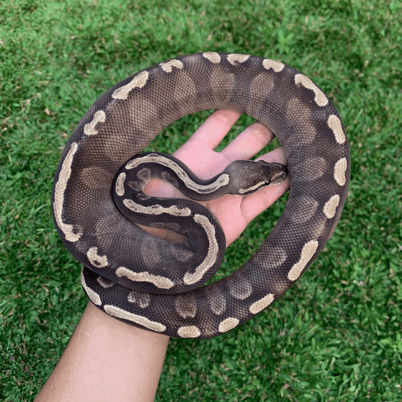 GHI Mojave