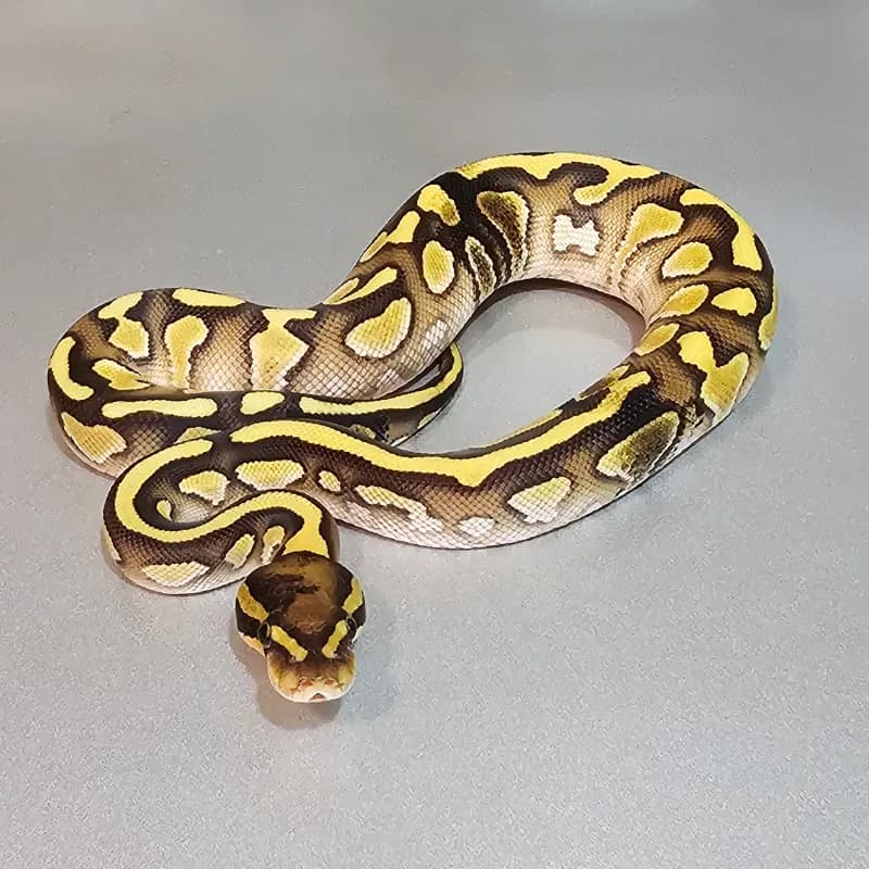 Enchi Lesser Yellowbelly Het Clown