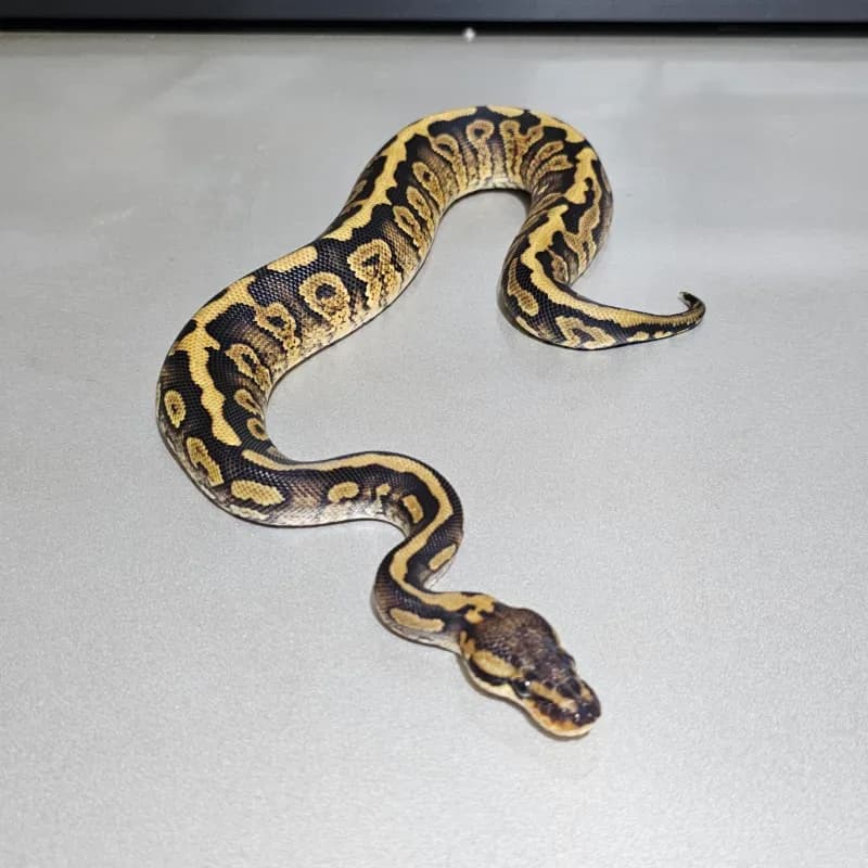 Wookie Spotnose Het Clown