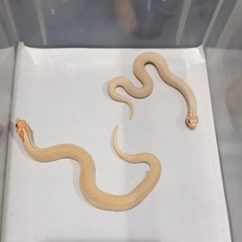 Albino