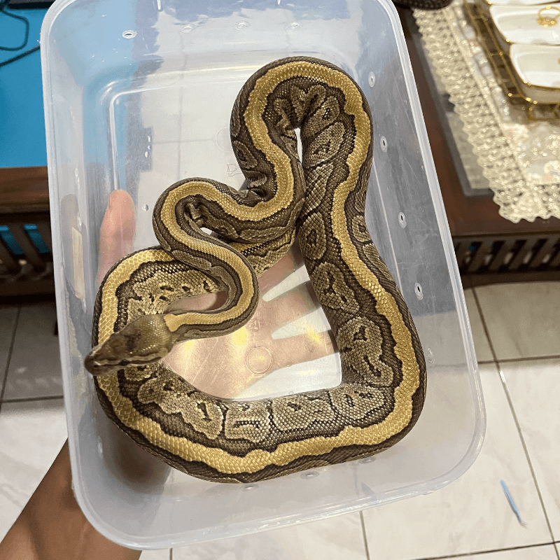 Pinstripe Mojave Het Clown