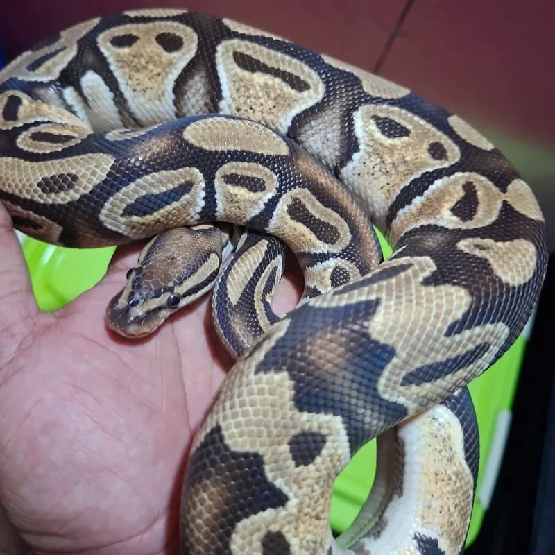 Orange Dream Het Pied Het Lavender Albino