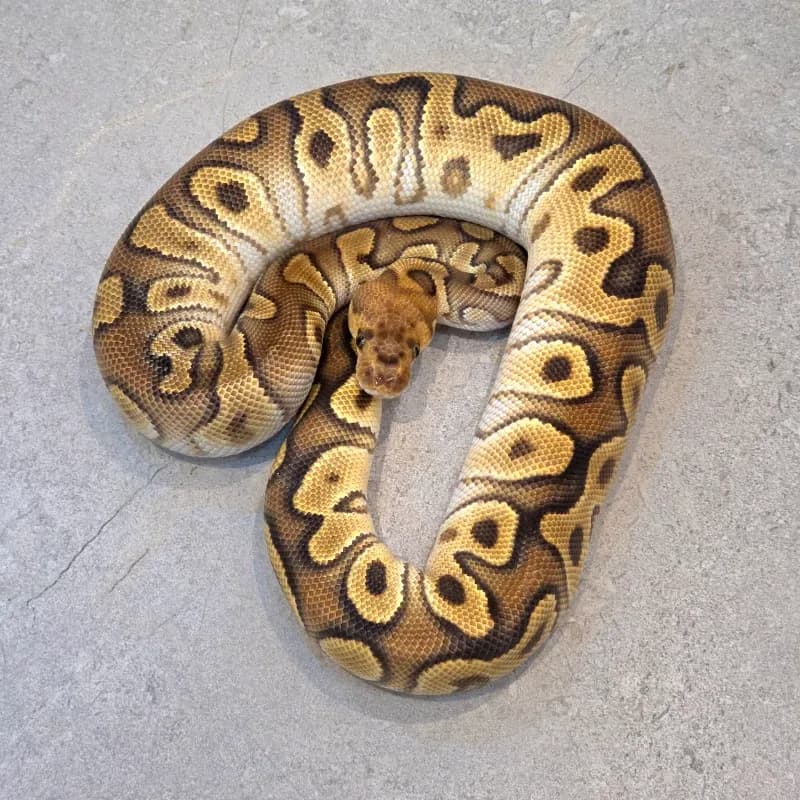 Cypress enchi clown PH DG