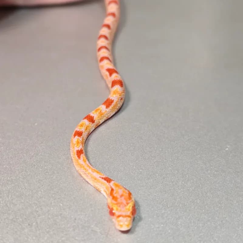 Albino/Amelanistic Okeetee