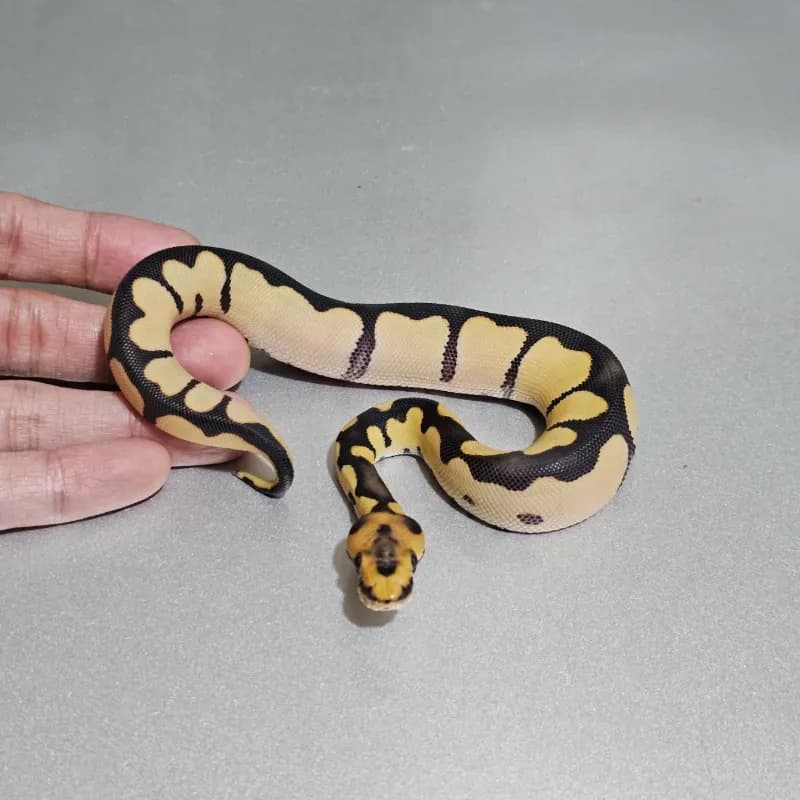 Blade Desert Ghost Clown
