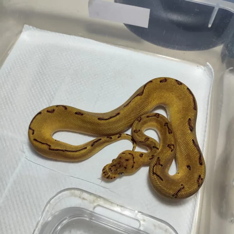 Clown Pinstripe Leopard Enchi Gravel