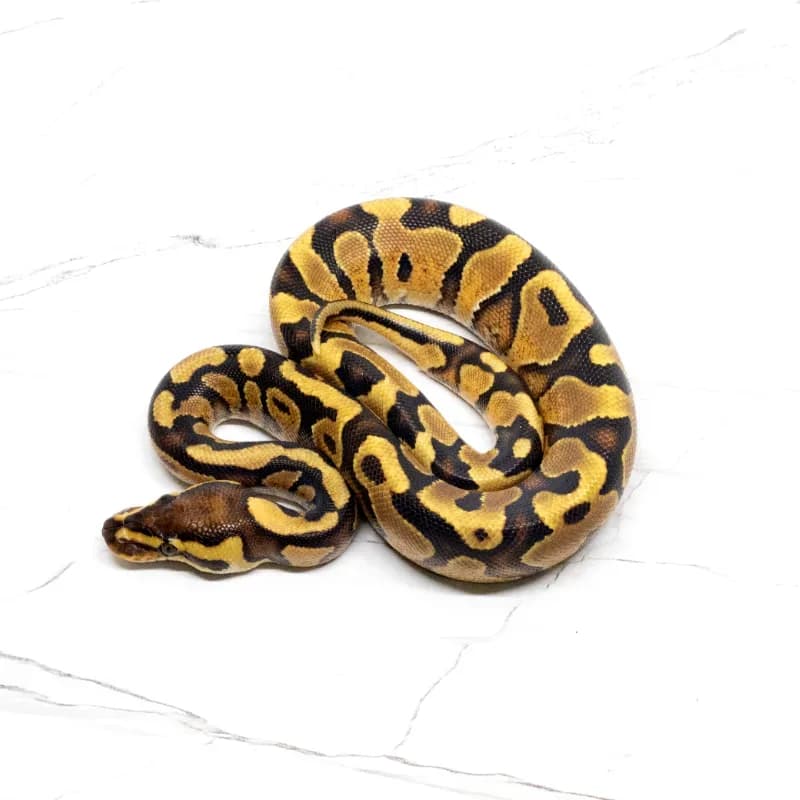 Enchi Yellowbelly Het Hypo Het Clown